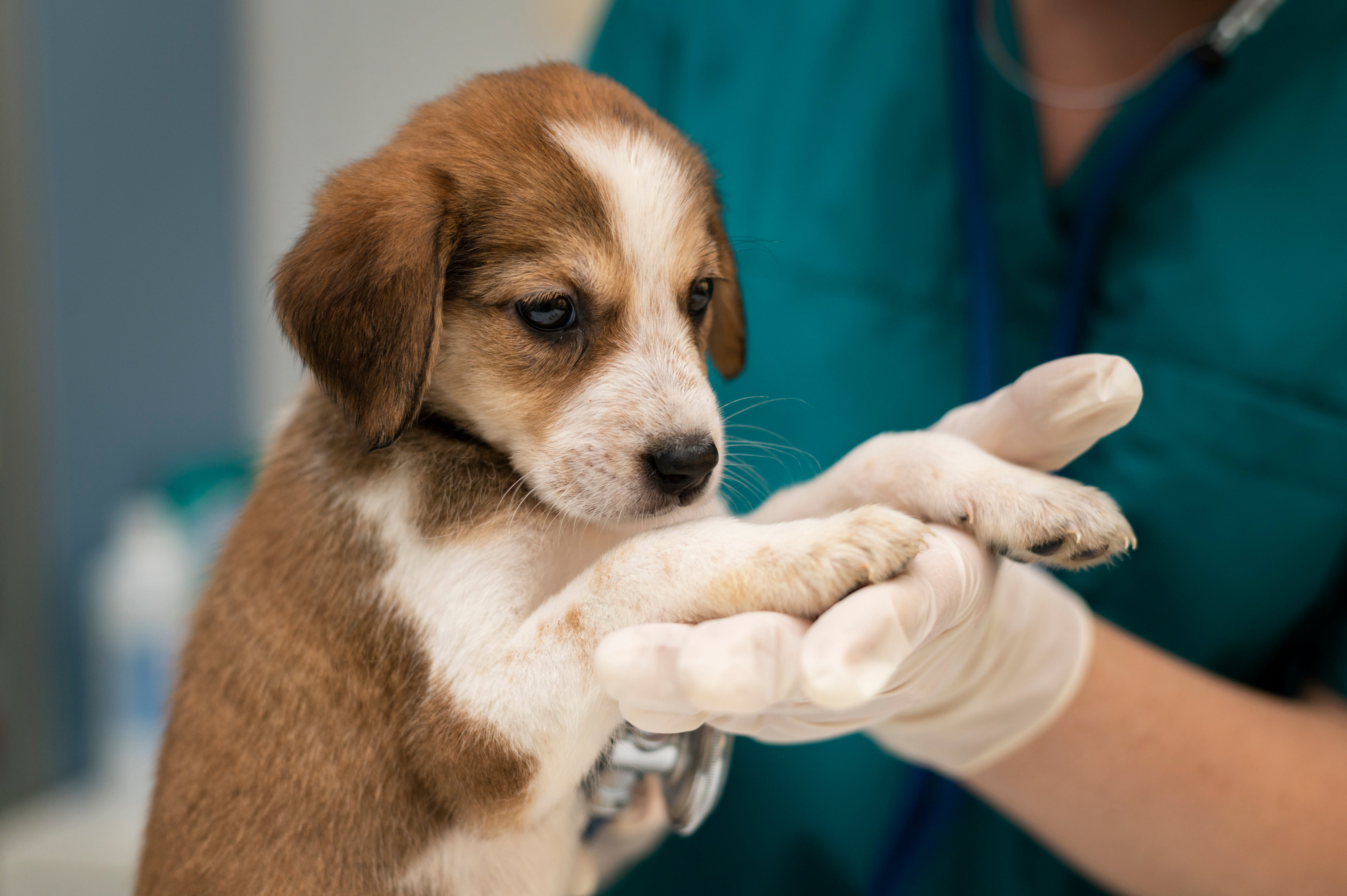 Pet care