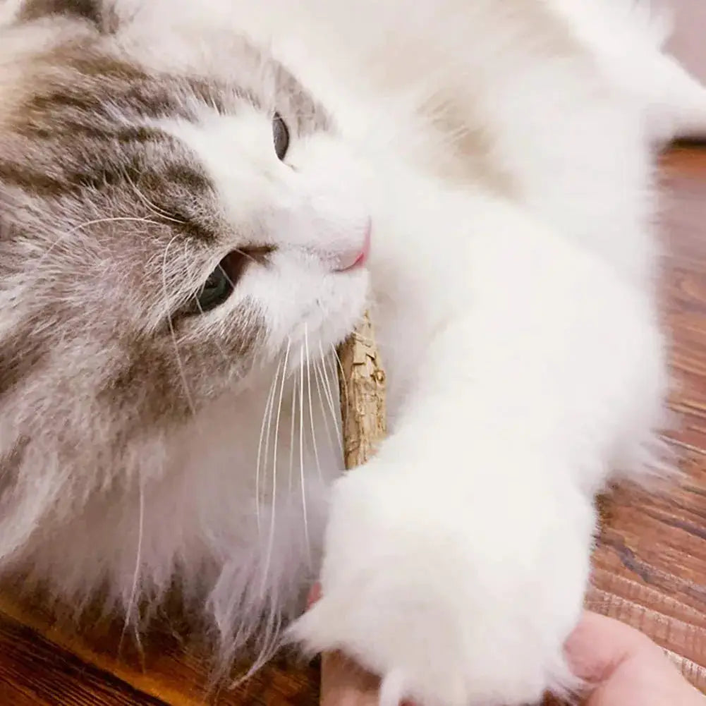 Matatabi silvervine cat chew stick toy natural teeth-cleaning treat