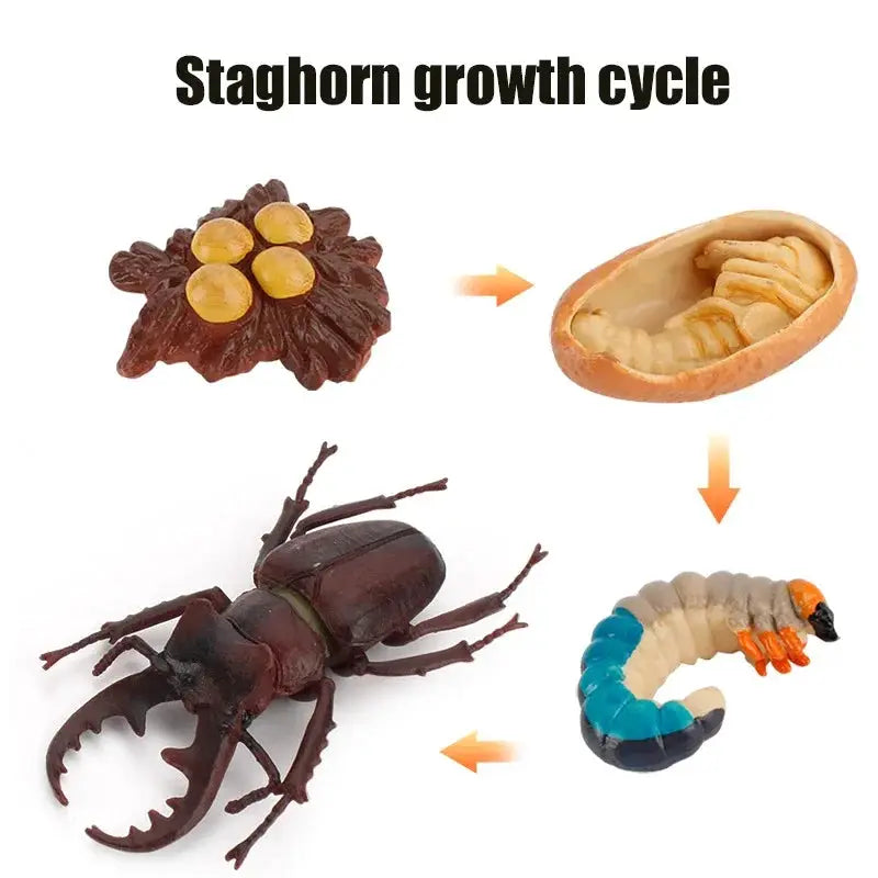 Animal Life Cycle Model Set For Preschool Montessori Toys Educational Growth Kit Plant And Animal Life Cycle Learning