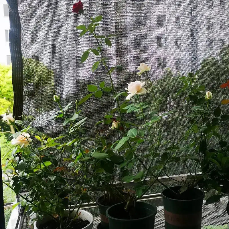 Sun shade net by Simples Market for garden use; HDPE, 50% shading, 4-color options, ideal for bonsai and outdoor plants.