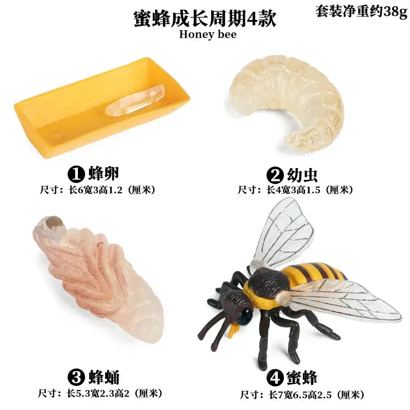 Animal Life Cycle Model Set For Preschool Montessori Toys Educational Growth Kit Plant And Animal Life Cycle Learning
