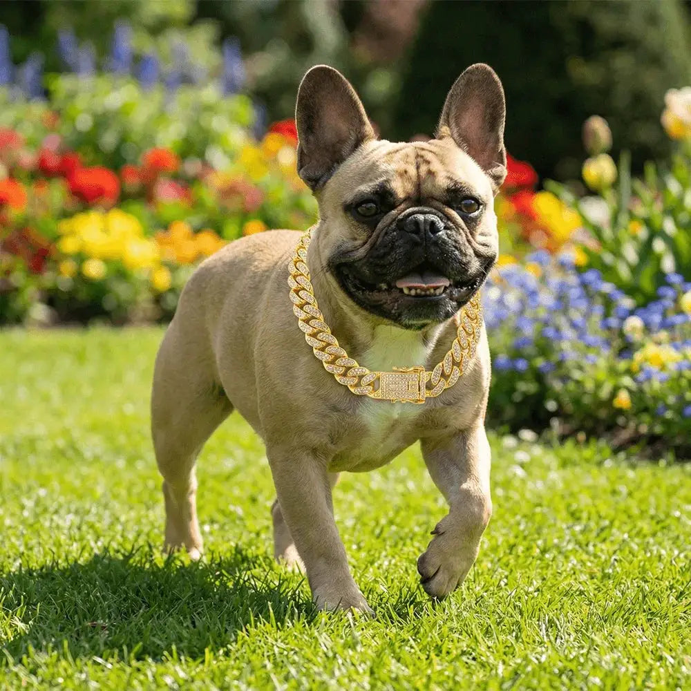 Luxury Hip Hop Dog Collar by Simples Market, gold-tone stainless steel Cuban chain with diamond inlays