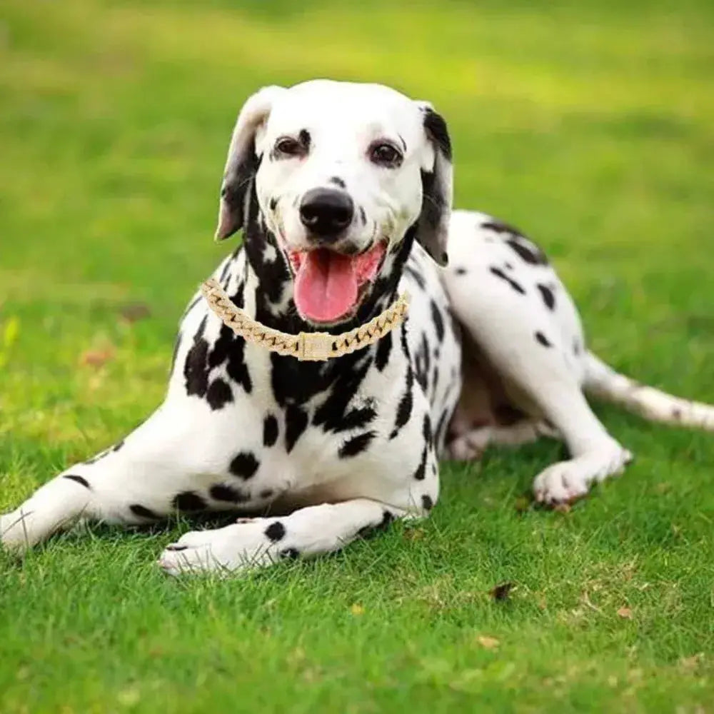 Cuban chain dog collar by Simples Market in gold-tone stainless steel for small/medium dogs