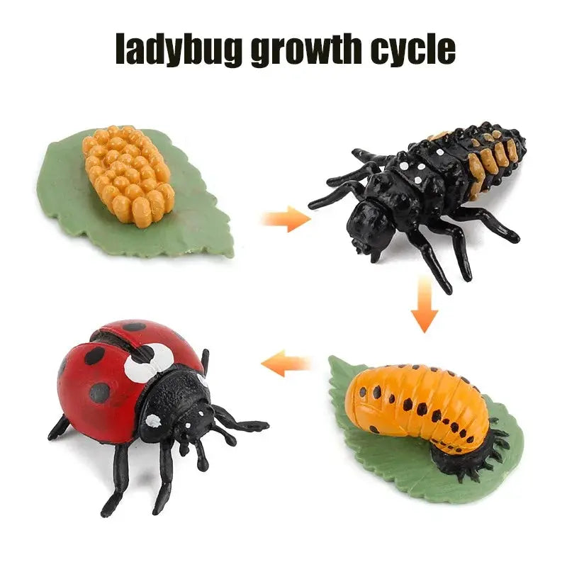 Animal Life Cycle Model Set For Preschool Montessori Toys Educational Growth Kit Plant And Animal Life Cycle Learning