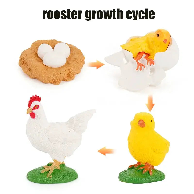 Animal Life Cycle Model Set For Preschool Montessori Toys Educational Growth Kit Plant And Animal Life Cycle Learning