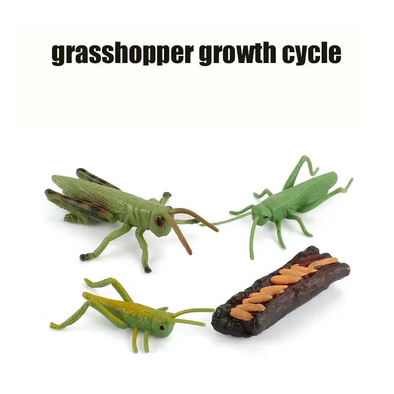 Animal Life Cycle Model Set For Preschool Montessori Toys Educational Growth Kit Plant And Animal Life Cycle Learning