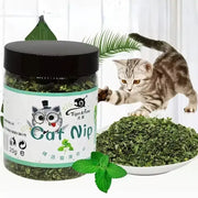 Cat Nip jar with organic green dried catnip leaves and mint; playful kitten exploring the bowl beside the jar