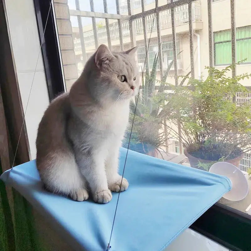 Blue hanging cat hammock bed on a window perch with a cat sitting on it