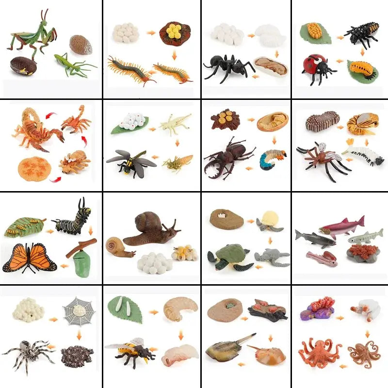Animal Life Cycle Model Set For Preschool Montessori Toys Educational Growth Kit Plant And Animal Life Cycle Learning