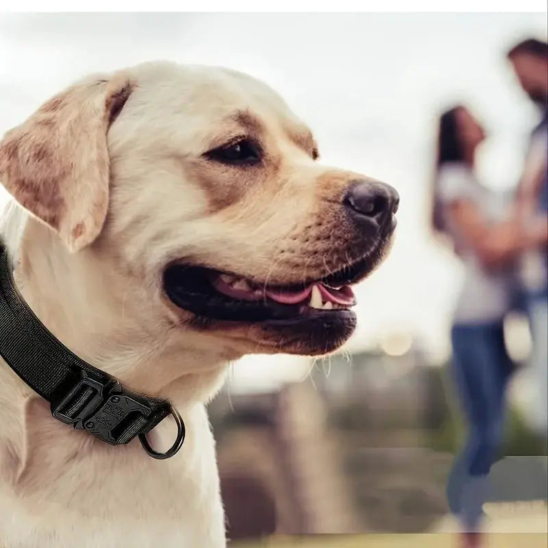 Simples Market tactical dog collar, adjustable nylon with control handle and heavy metal buckle on a yellow Labrador.