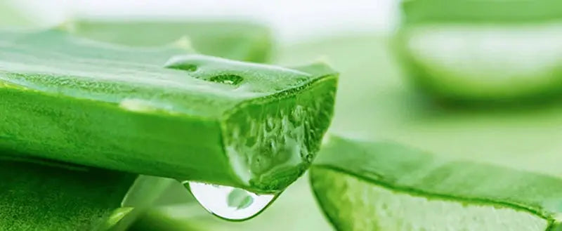 Macro shot of an aloe vera leaf with a clear water droplet.