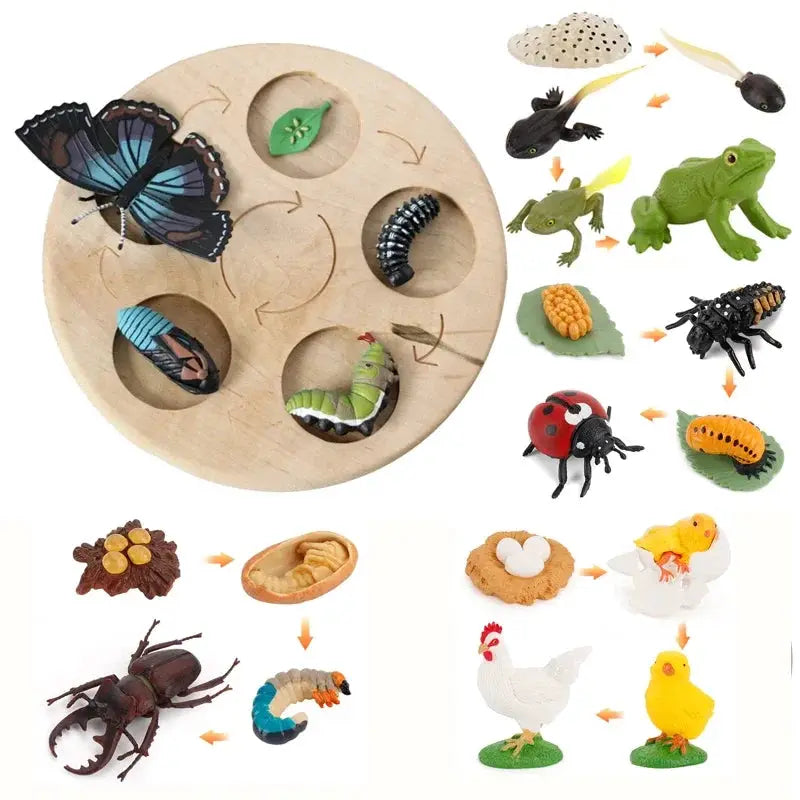 Animal Life Cycle Model Set For Preschool Montessori Toys Educational Growth Kit Plant And Animal Life Cycle Learning