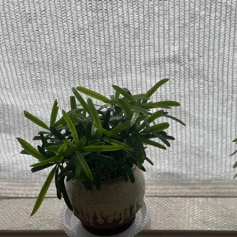 HDPE sun shade net 50% shading for bonsai pots; four colors by Simples Market