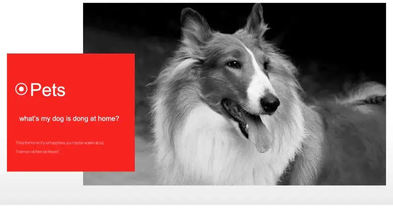 Dog photo with red Pets logo overlay on left; black-and-white portrait