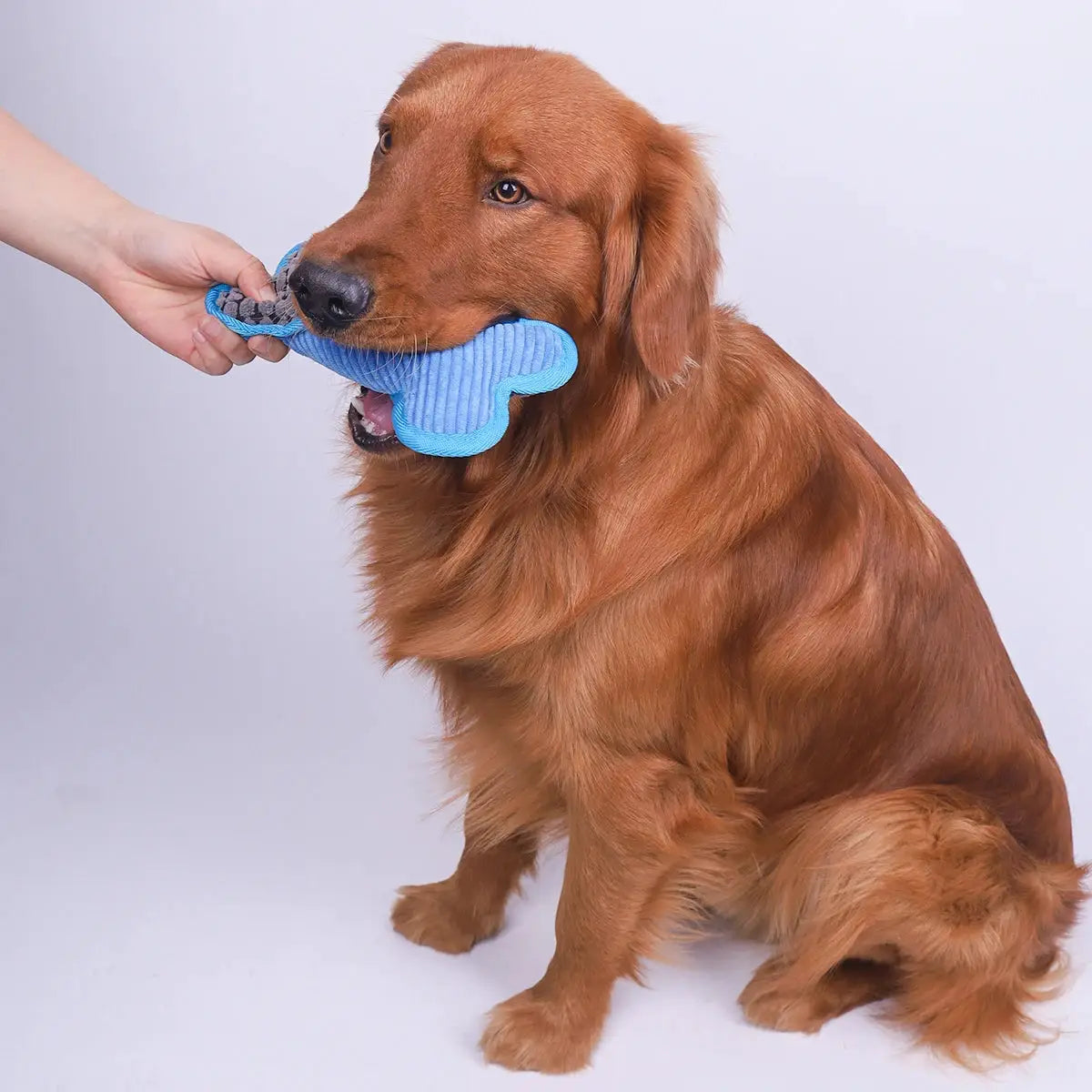 Plush Squeaky Bones Dog Toys For All Sizes, Stuffed Chew Toy Gifts For Puppies And Adult Dogs