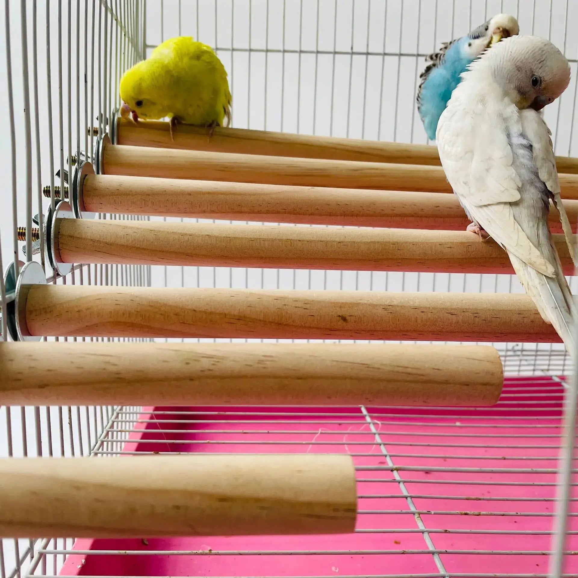 Parrot wood hanging perch rack for bird cage; natural brown wood with two budgies