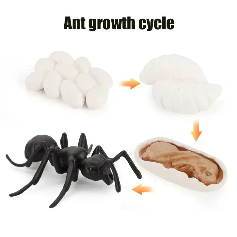 Animal Life Cycle Model Set For Preschool Montessori Toys Educational Growth Kit Plant And Animal Life Cycle Learning