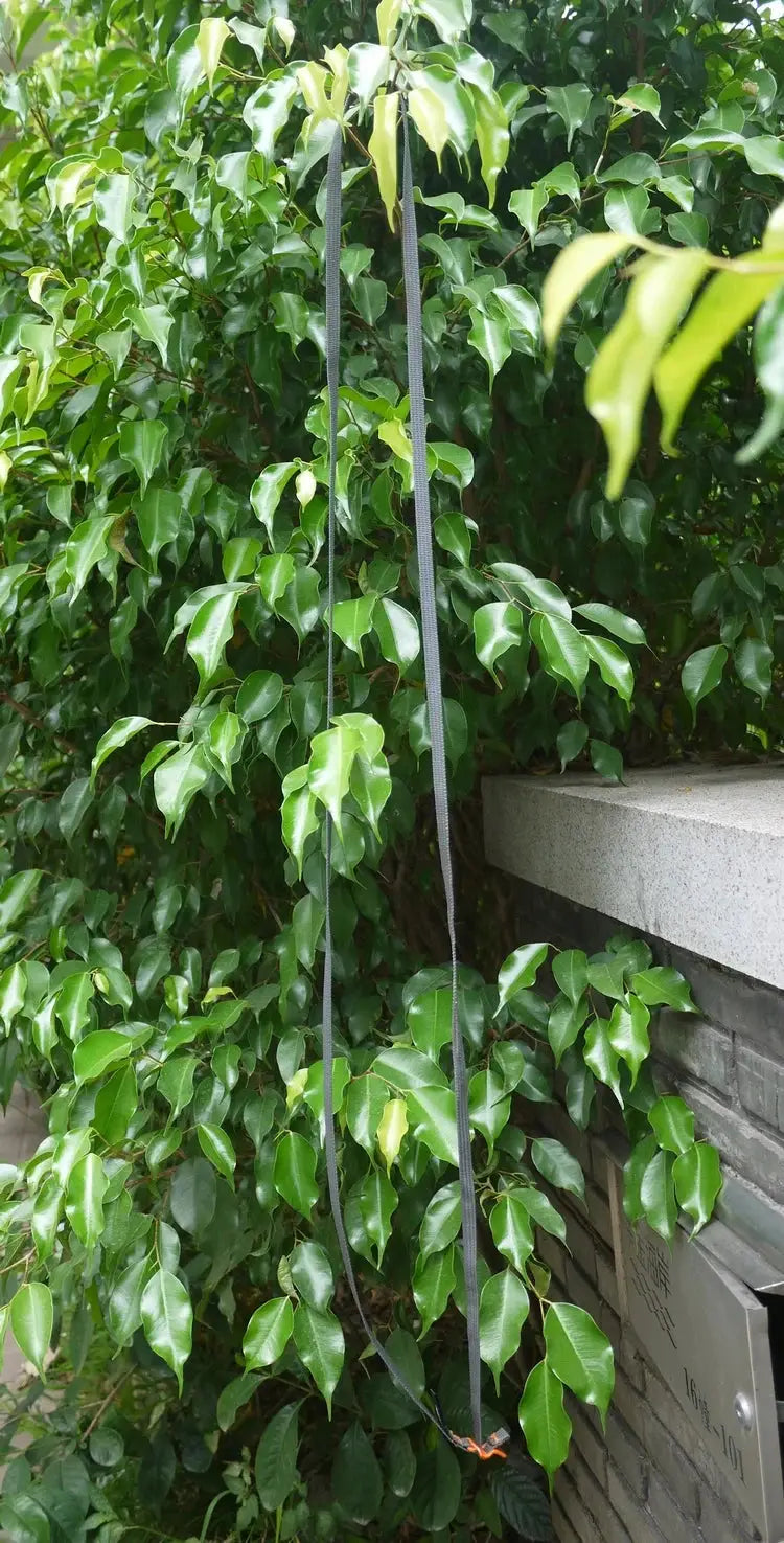 Luggage straps, two black straps with orange ends hanging against green shrubbery.