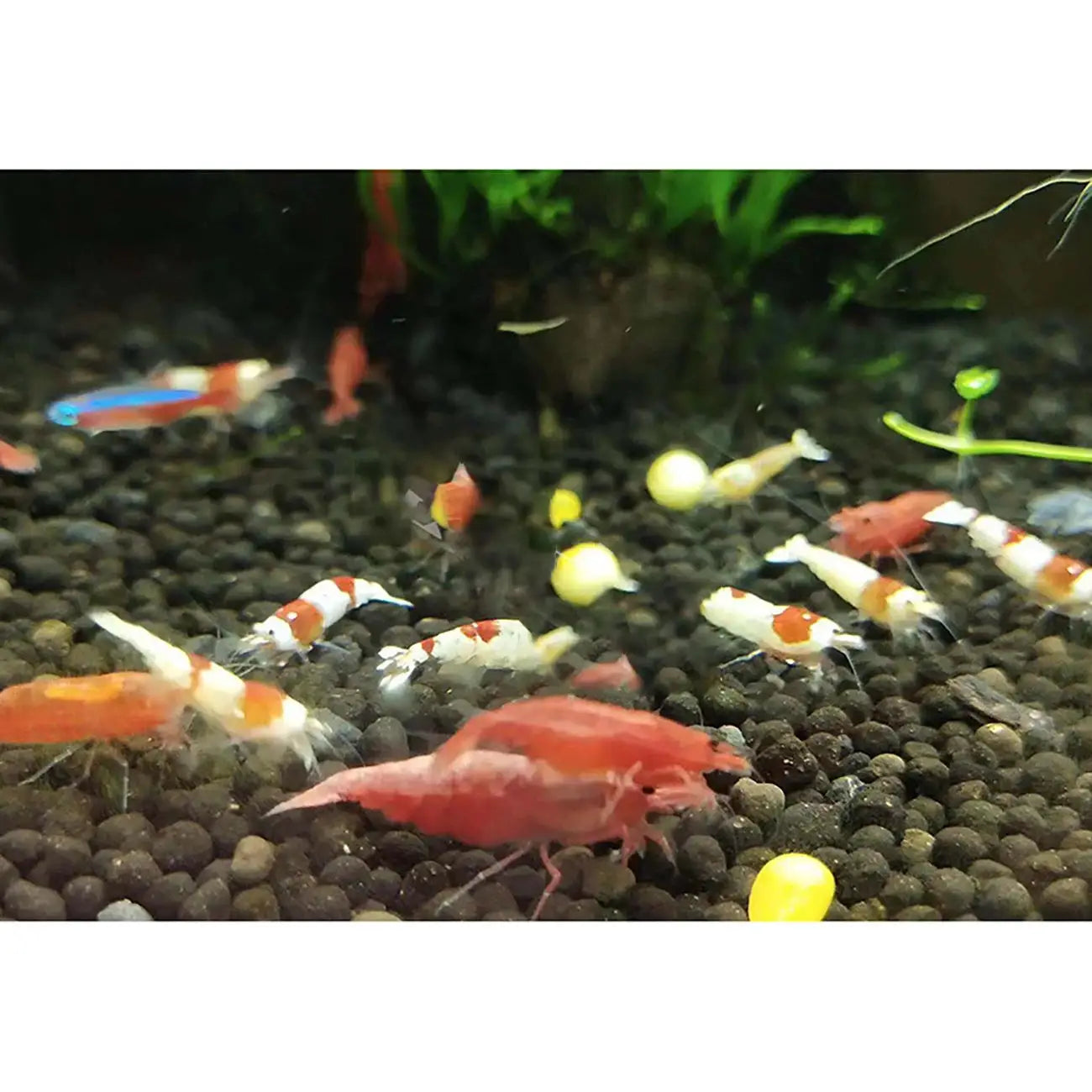 Aquarium shrimp swarm on dark gravel with small yellow snails and green plants