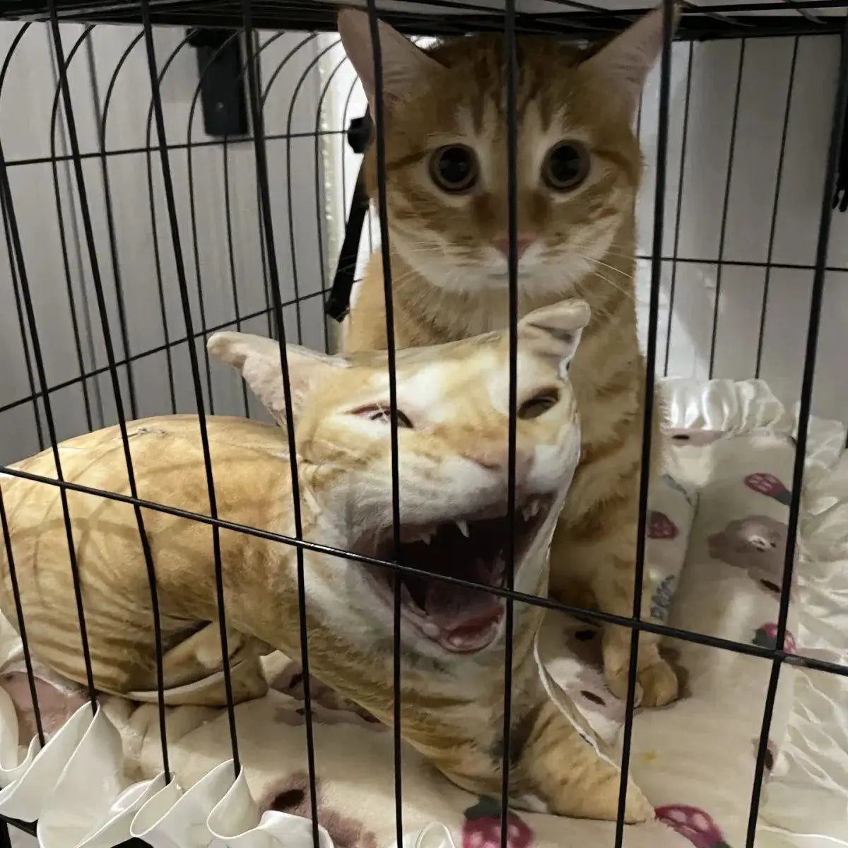 Photo custom shape pillow case: two orange cats inside a metal crate.