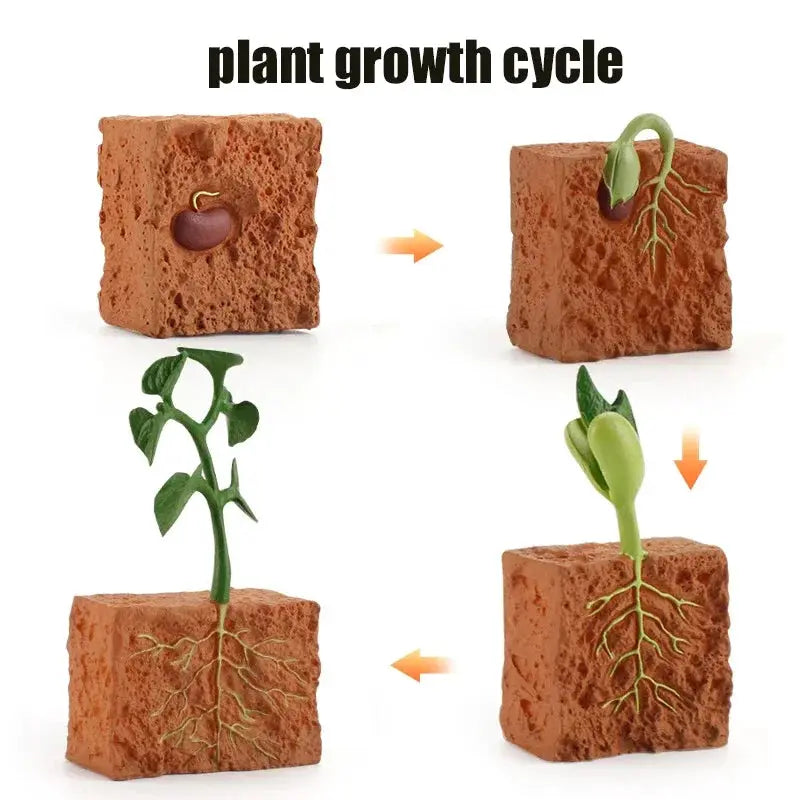 Animal Life Cycle Model Set For Preschool Montessori Toys Educational Growth Kit Plant And Animal Life Cycle Learning