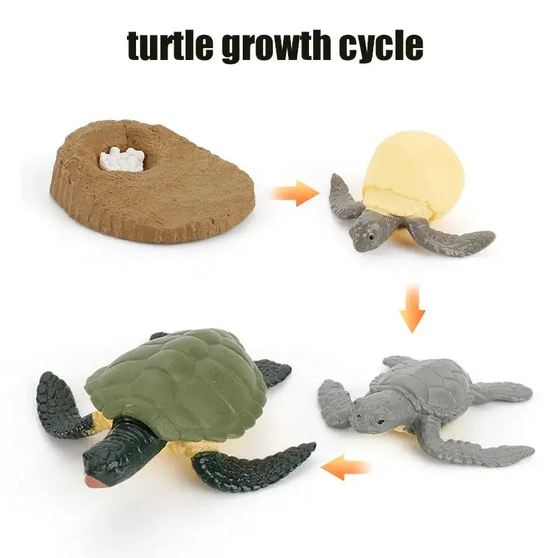 Animal Life Cycle Model Set For Preschool Montessori Toys Educational Growth Kit Plant And Animal Life Cycle Learning