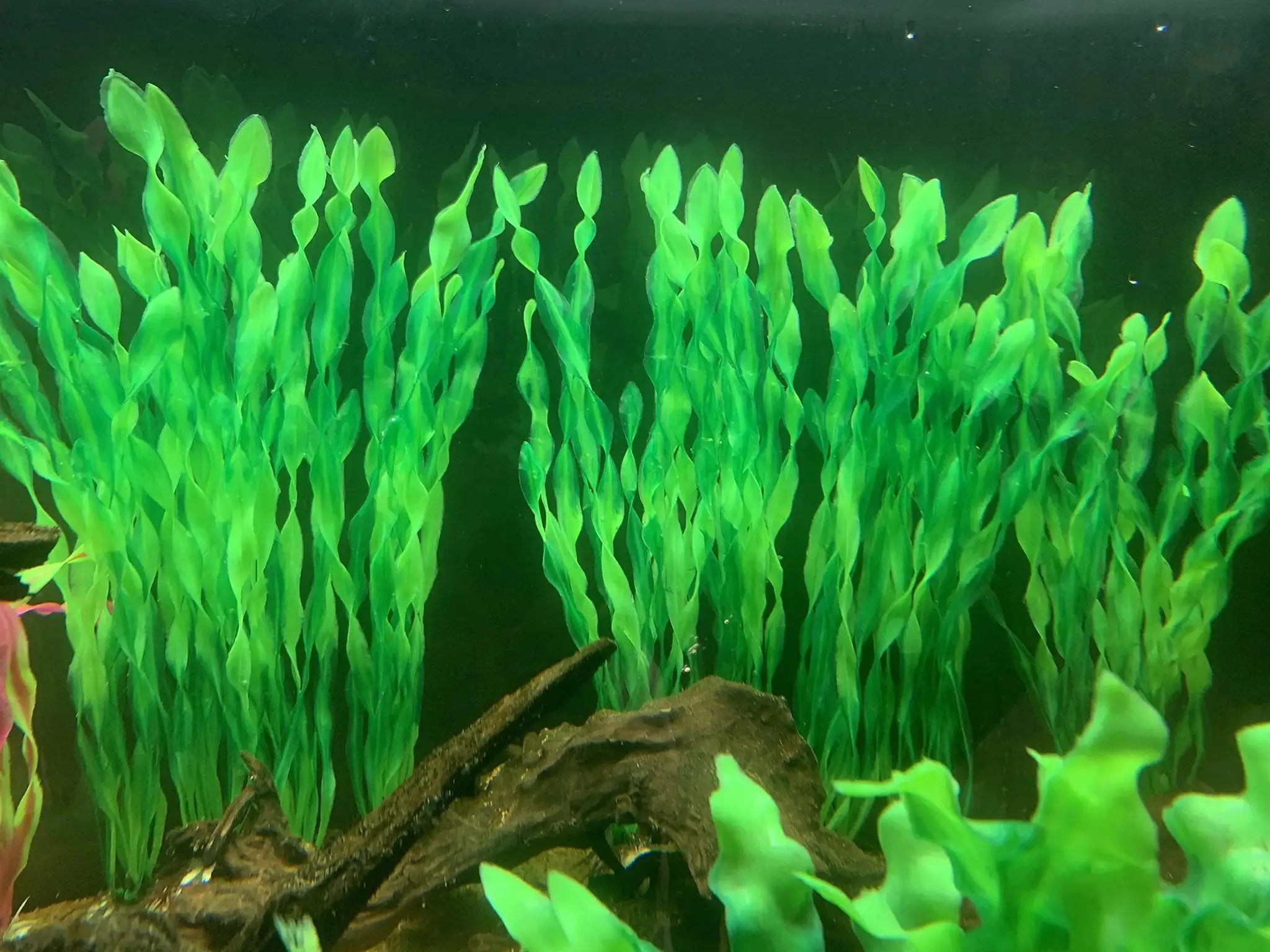 Five Or Ten Pieces Plastic Aquarium Plants Set For Fish Tank Decorations Artificial Seaweed And Water Grass Ceramic Base