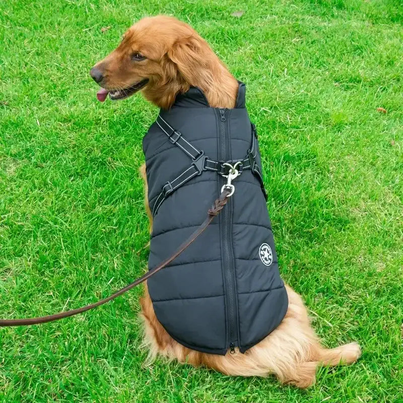 Large dog jacket with harness by Simples Market, black waterproof puffer coat for Labrador