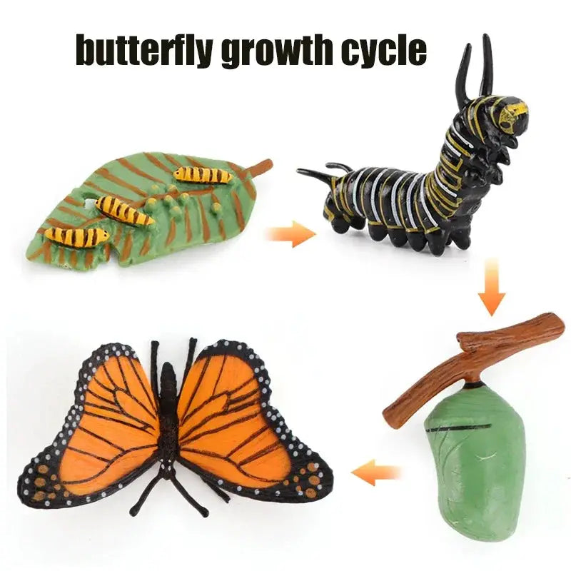 Animal Life Cycle Model Set For Preschool Montessori Toys Educational Growth Kit Plant And Animal Life Cycle Learning
