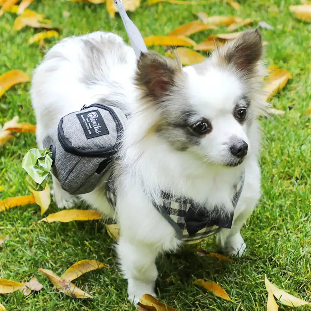 Pet dog treat pouch by Simples Market; gray training bag with poop bag dispenser on a fluffy white-gray dog outdoors.