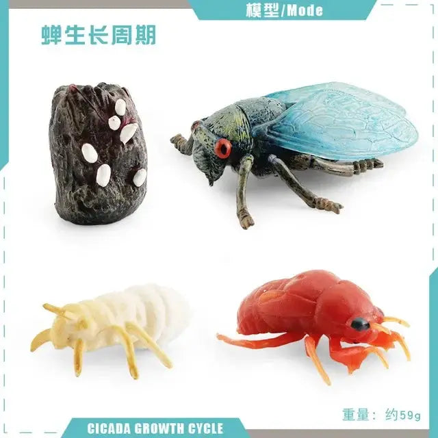 Animal Life Cycle Model Set For Preschool Montessori Toys Educational Growth Kit Plant And Animal Life Cycle Learning
