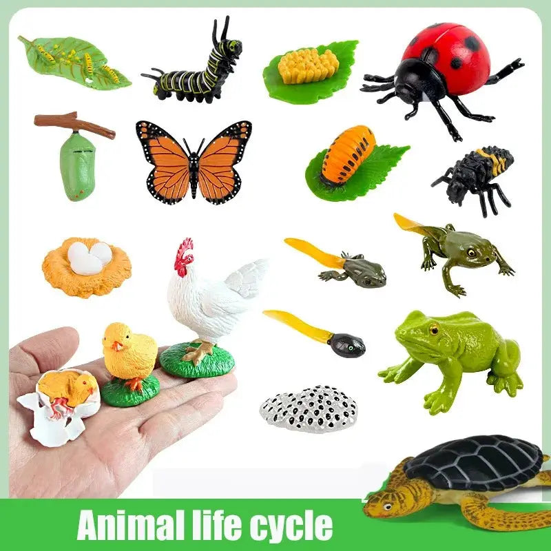 Animal Life Cycle Model Set For Preschool Montessori Toys Educational Growth Kit Plant And Animal Life Cycle Learning