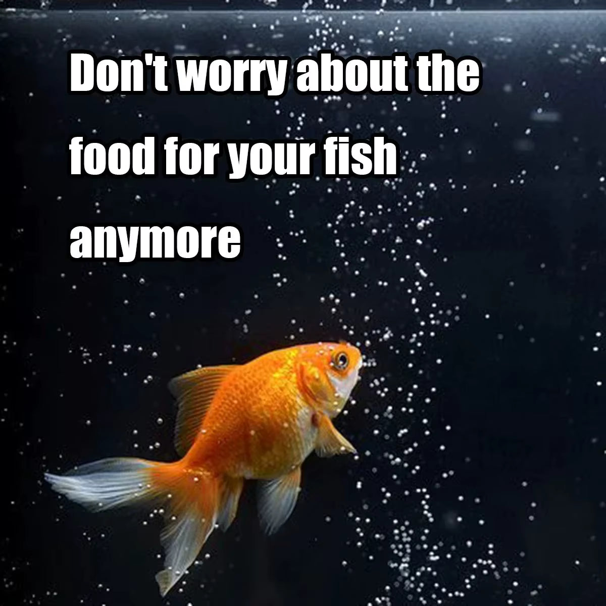 Automatic Fish Feeder 100ml Capacity Battery Operated Programmable Timer For Aquarium Fish Tank Vacation Feeding