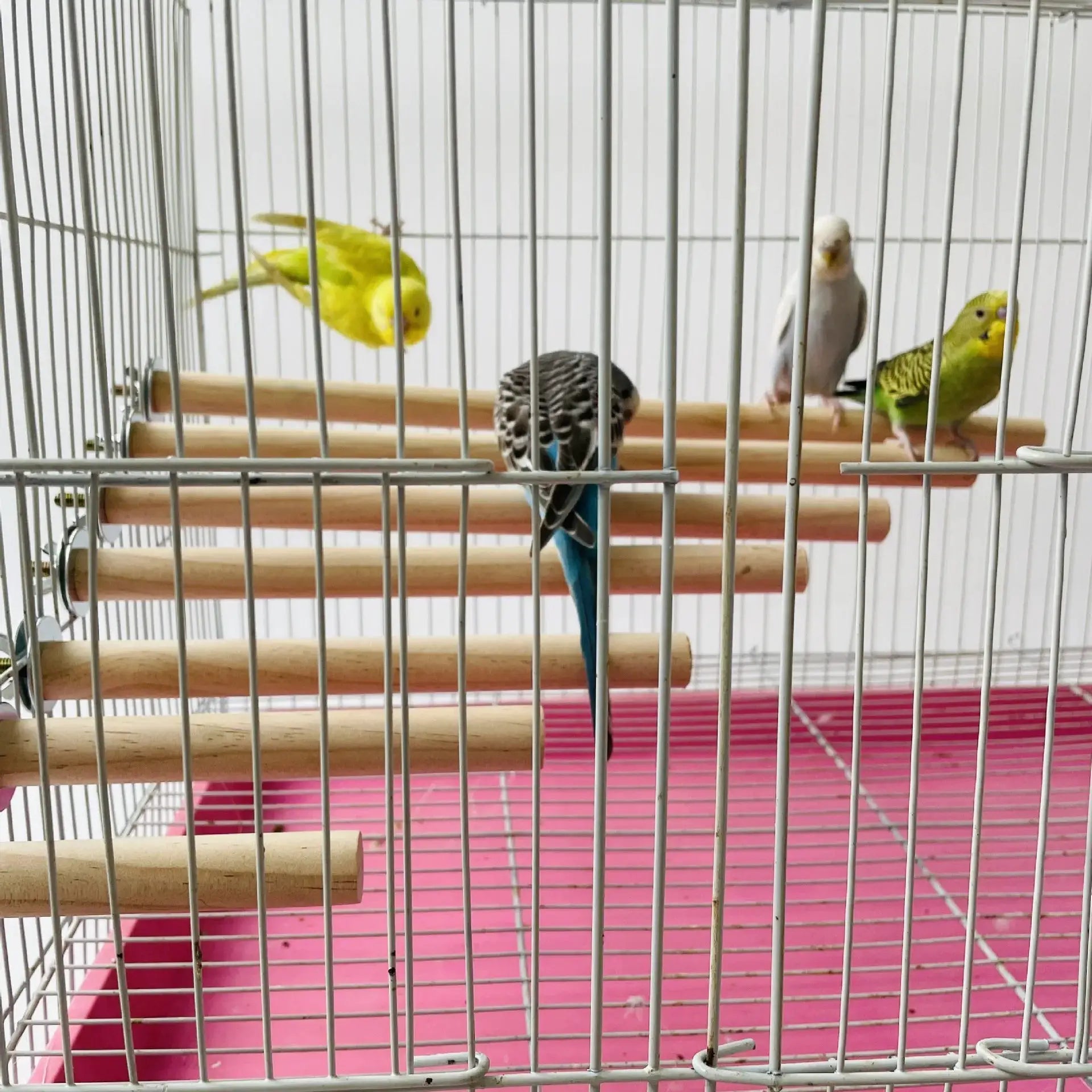 Parrot wood hanging perch set inside a metal cage with colorful birds