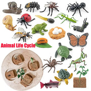 Animal Life Cycle Model Set For Preschool Montessori Toys Educational Growth Kit Plant And Animal Life Cycle Learning