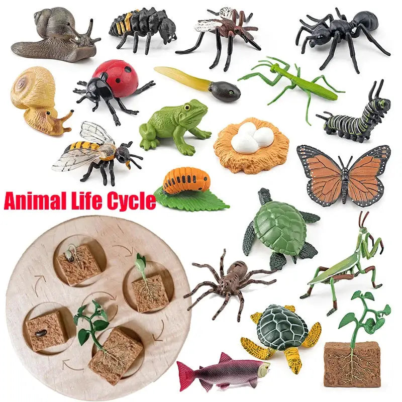 Animal Life Cycle Model Set For Preschool Montessori Toys Educational Growth Kit Plant And Animal Life Cycle Learning