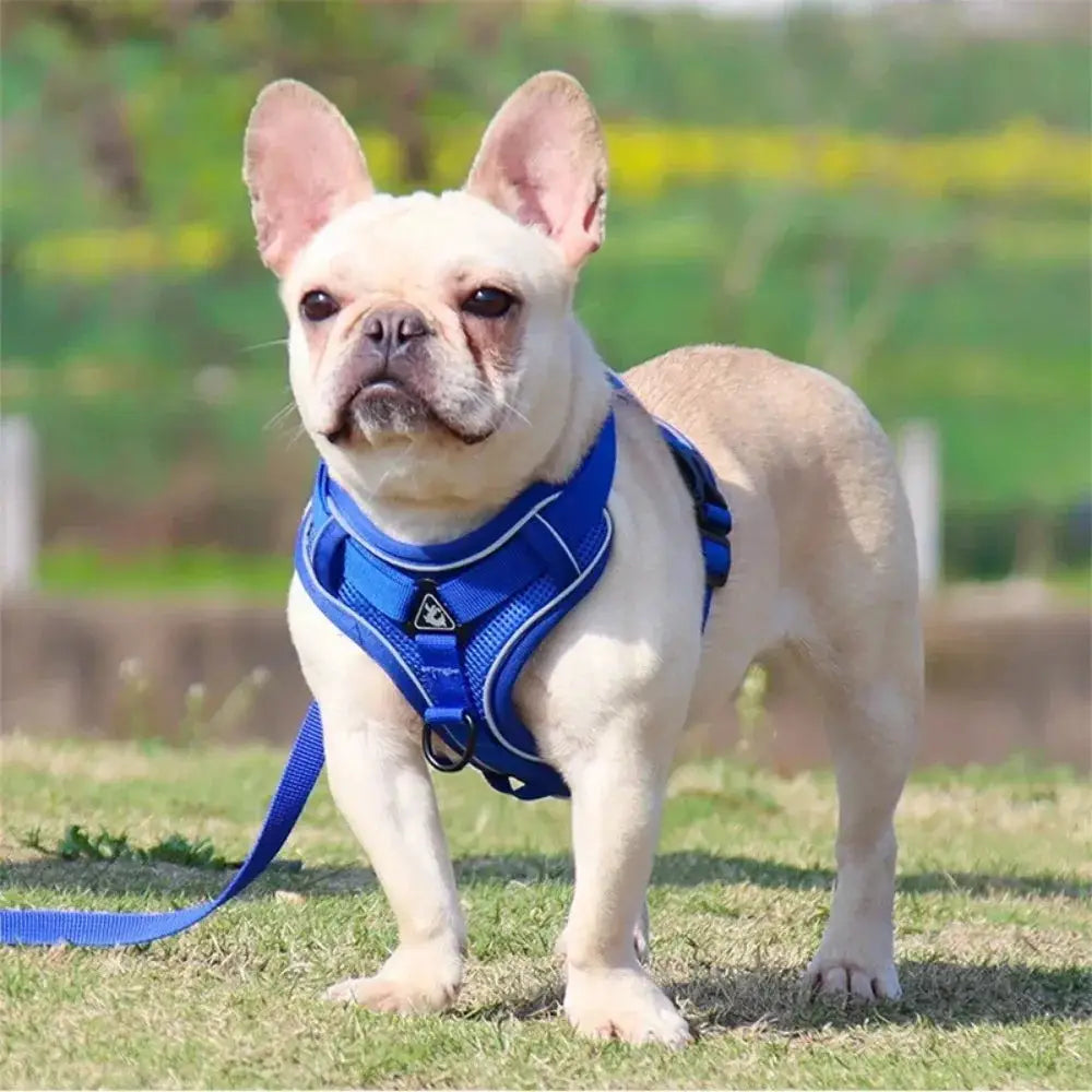 No Pull Dog Harness Leash Set Adjustable Reflective Vest for Small Dogs and Cats Quick Release Buckle