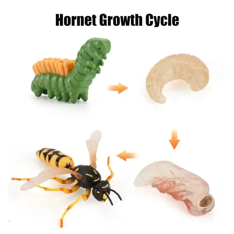 Animal Life Cycle Model Set For Preschool Montessori Toys Educational Growth Kit Plant And Animal Life Cycle Learning