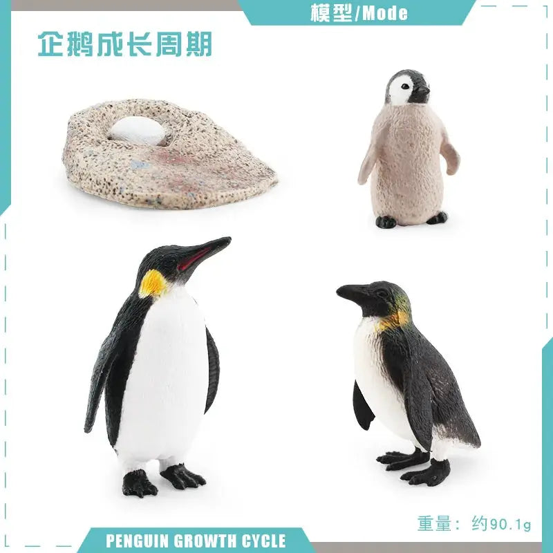 Animal Life Cycle Model Set For Preschool Montessori Toys Educational Growth Kit Plant And Animal Life Cycle Learning