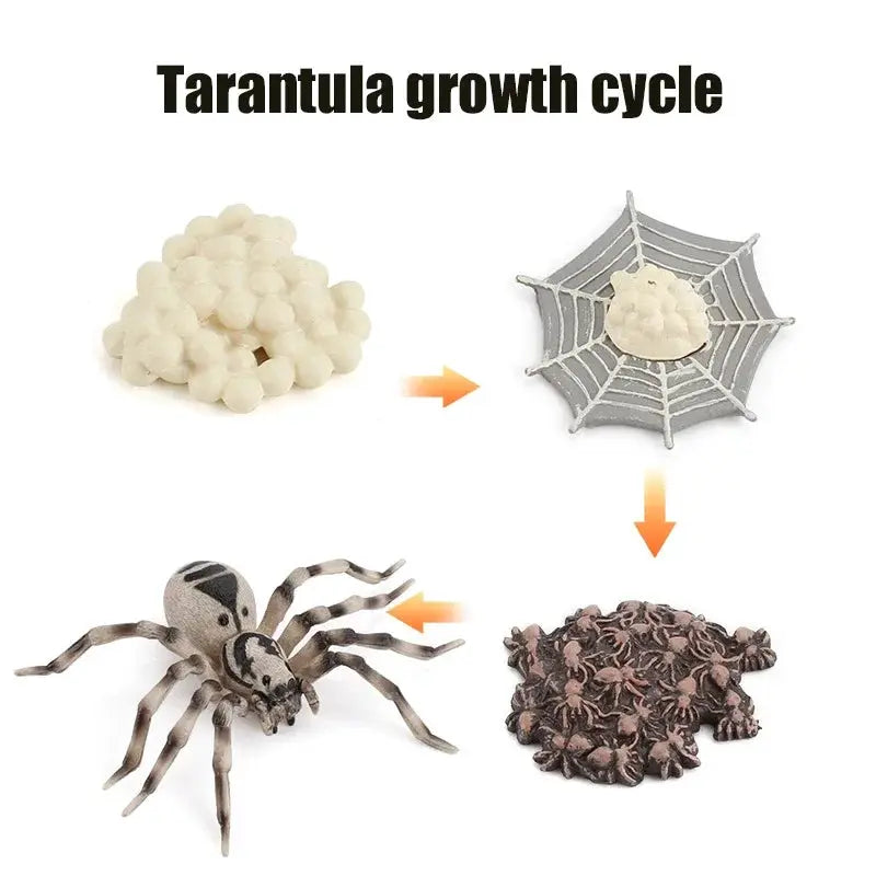 Animal Life Cycle Model Set For Preschool Montessori Toys Educational Growth Kit Plant And Animal Life Cycle Learning