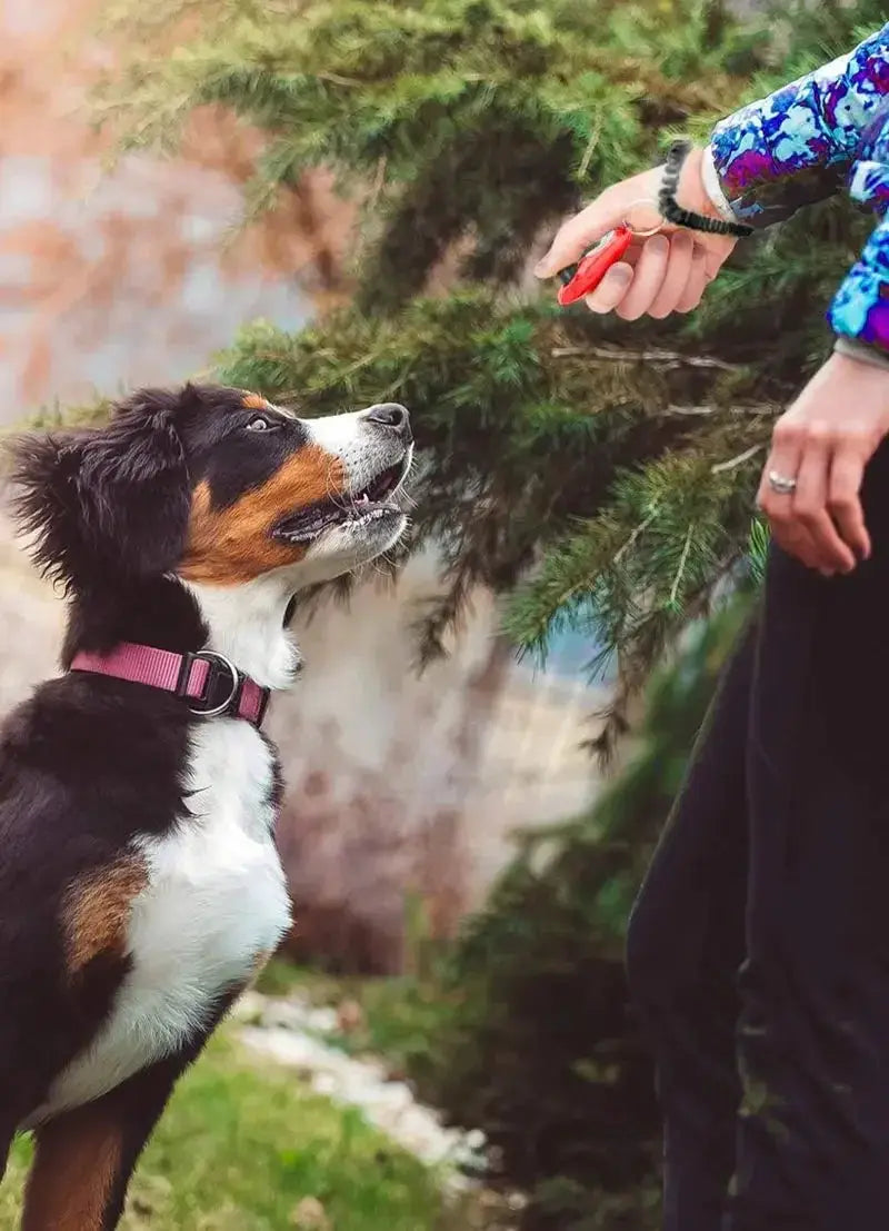 Adjustable dog training clicker with wrist strap; red clicker shown near a pink-collared dog.