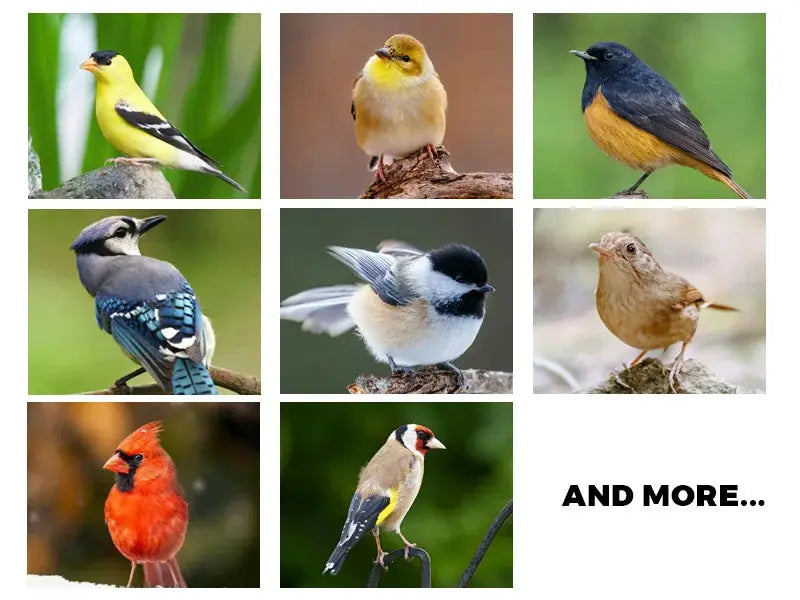 Automatic bird feeder collage showing nine colorful birds perched on branches.