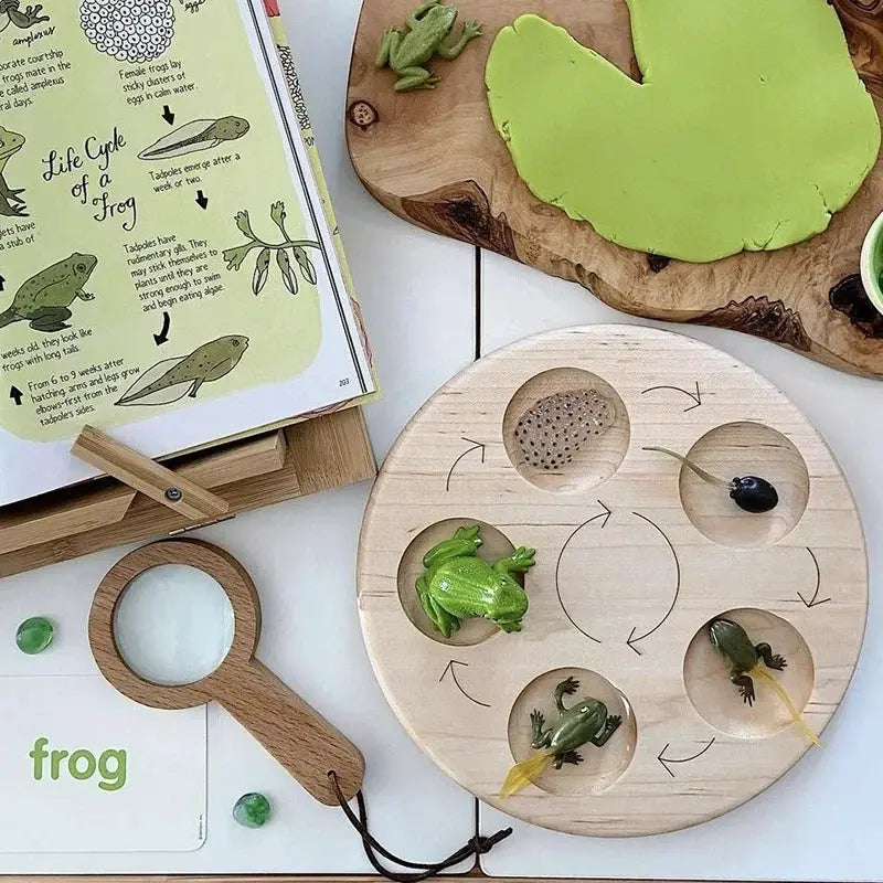 Animal Life Cycle Model Set For Preschool Montessori Toys Educational Growth Kit Plant And Animal Life Cycle Learning