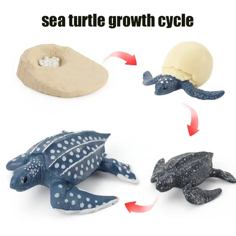 Animal Life Cycle Model Set For Preschool Montessori Toys Educational Growth Kit Plant And Animal Life Cycle Learning