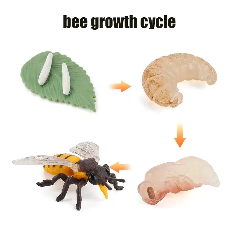 Animal Life Cycle Model Set For Preschool Montessori Toys Educational Growth Kit Plant And Animal Life Cycle Learning
