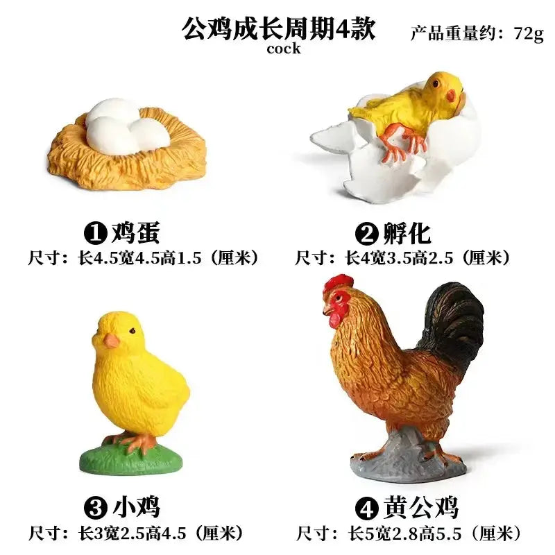 Animal Life Cycle Model Set For Preschool Montessori Toys Educational Growth Kit Plant And Animal Life Cycle Learning