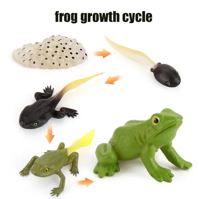 Animal Life Cycle Model Set For Preschool Montessori Toys Educational Growth Kit Plant And Animal Life Cycle Learning
