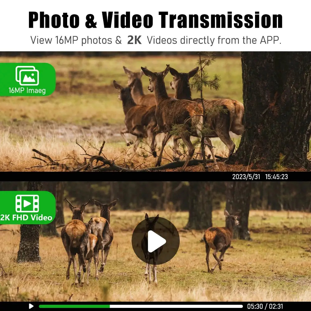 EU 4G cellular 2K video trail camera; solar powered, PIR motion-activated, IP65 outdoor night vision; group of deer
