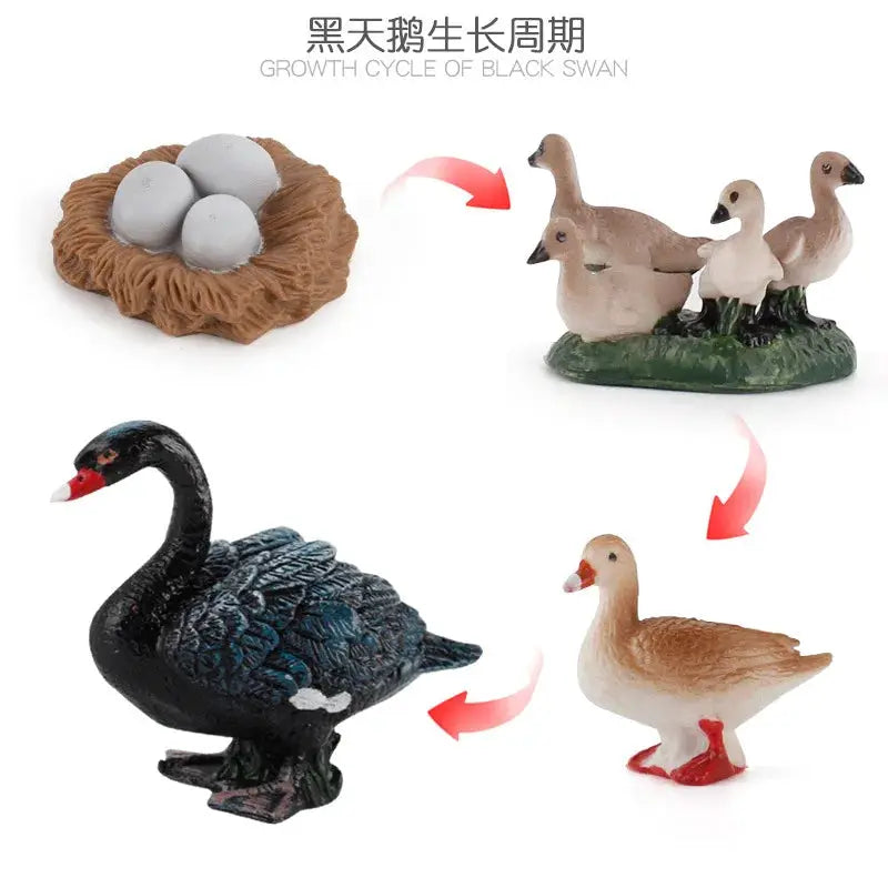 Animal Life Cycle Model Set For Preschool Montessori Toys Educational Growth Kit Plant And Animal Life Cycle Learning