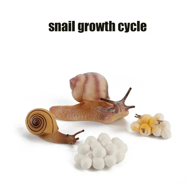 Animal Life Cycle Model Set For Preschool Montessori Toys Educational Growth Kit Plant And Animal Life Cycle Learning